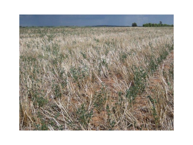 “Kaneira Park” Burley Griffin Way, Binya NSW 2665