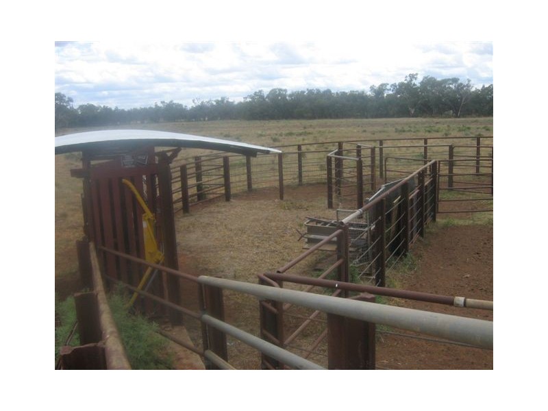 . “Gum Creek”, Lake Cargelligo NSW 2672