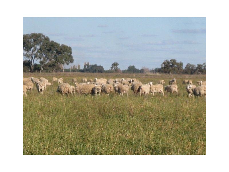 Farm 1118 and Farm 1119, Murrami NSW 2705