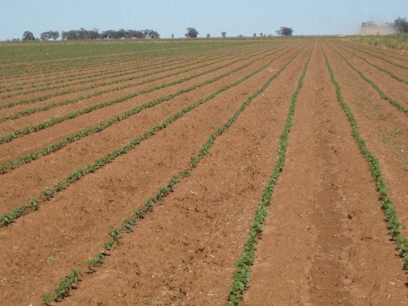 . McGills, Hillston NSW 2675