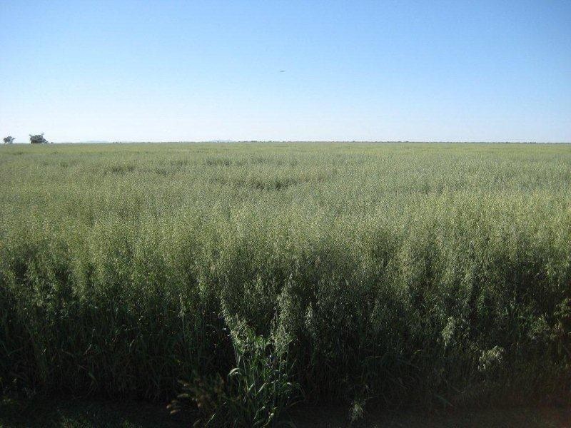 . McGills, Hillston NSW 2675