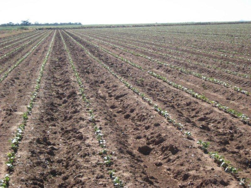 . McGills, Hillston NSW 2675