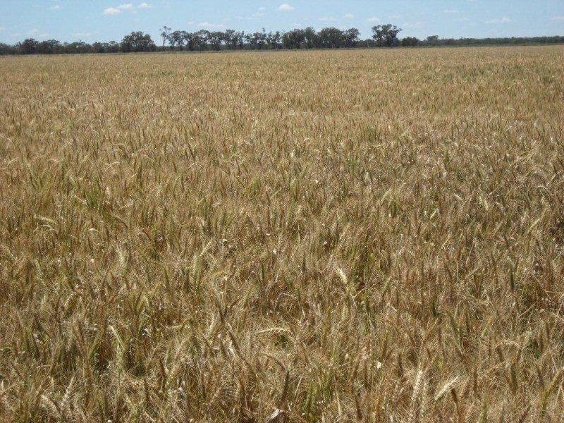 Valroona Wallanthery, Hillston NSW 2675