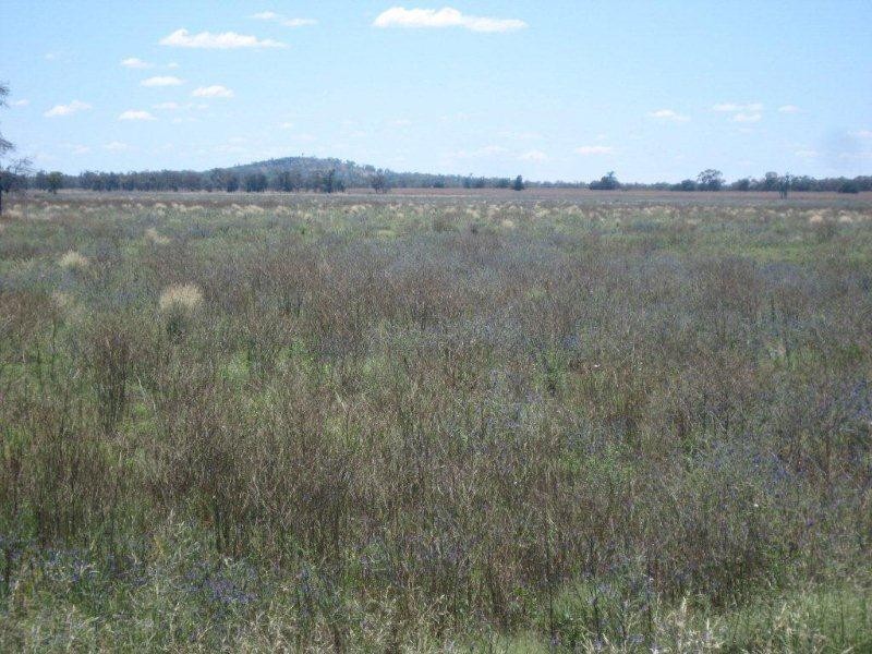 Valroona Wallanthery, Hillston NSW 2675