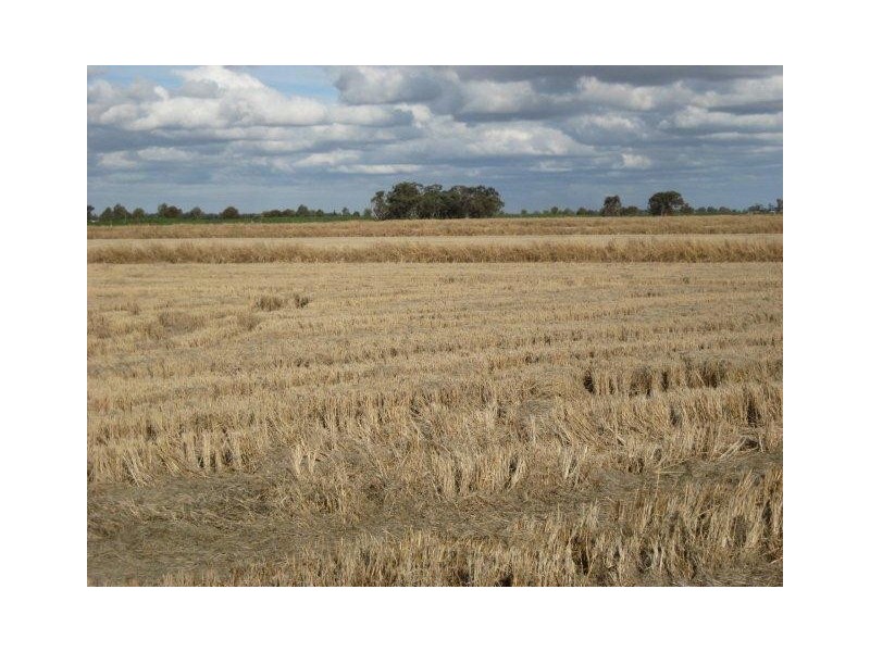 Farms 52 and 101C, Yoogali NSW 2680