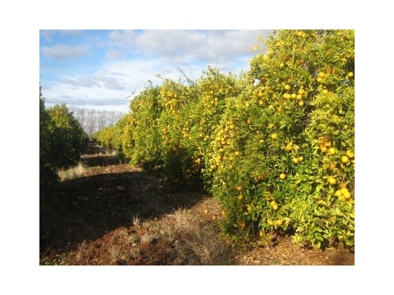 . “Westbank”, Hillston NSW 2675