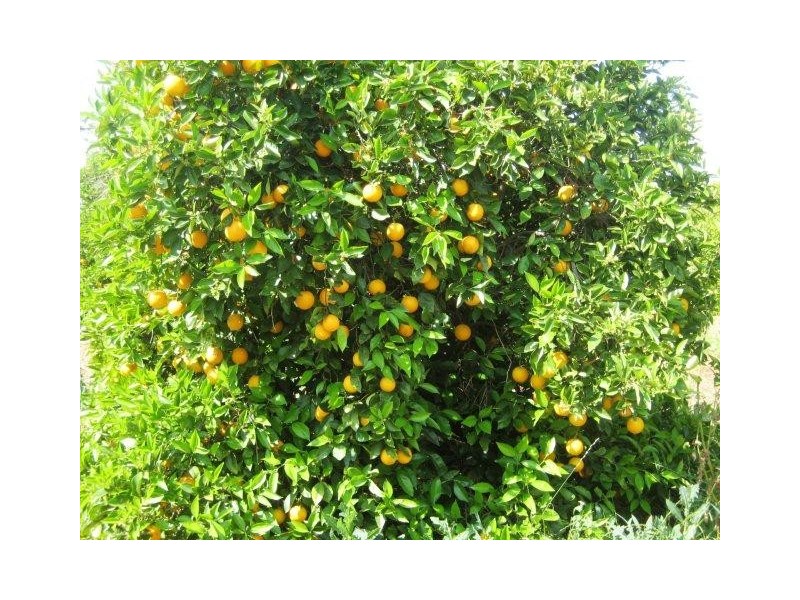 Farm 2678 Evans Road, Bilbul NSW 2680