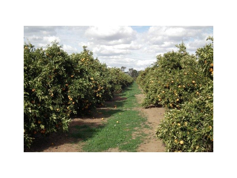 Farm 2678 Evans Road, Bilbul NSW 2680