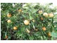 Farm 2678 Evans Road, Bilbul NSW 2680