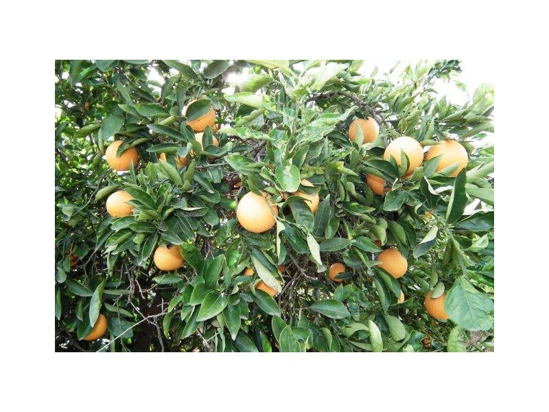 Farm 2678 Evans Road, Bilbul NSW 2680