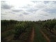 Farm 2617 Carver Road, Yenda NSW 2681