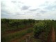Farm 2617 Carver Road, Yenda NSW 2681