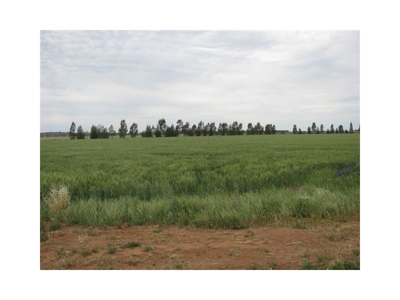 Farm 2373 Cunningham Road, Warburn NSW 2680