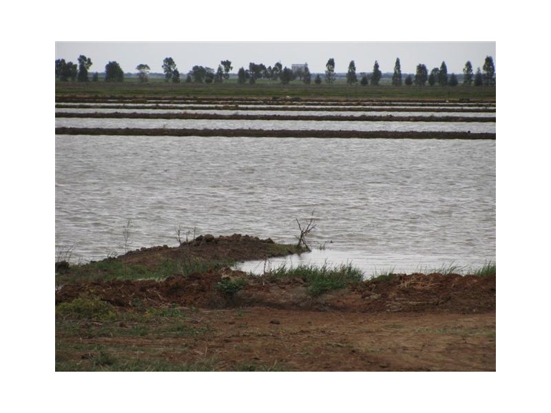 Farm 2373 Cunningham Road, Warburn NSW 2680