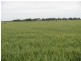 Farm 2374 Cunningham Road, Warburn NSW 2680