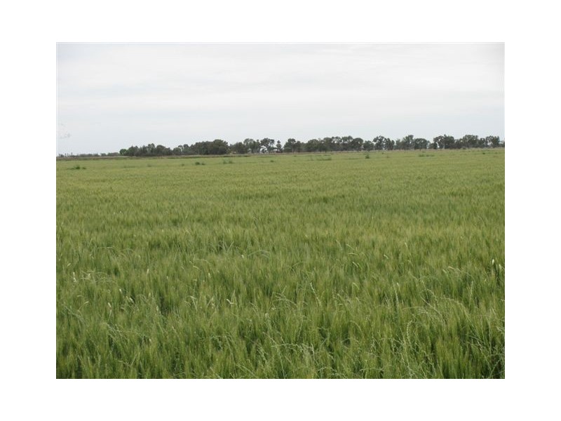 Farm 2374 Cunningham Road, Warburn NSW 2680