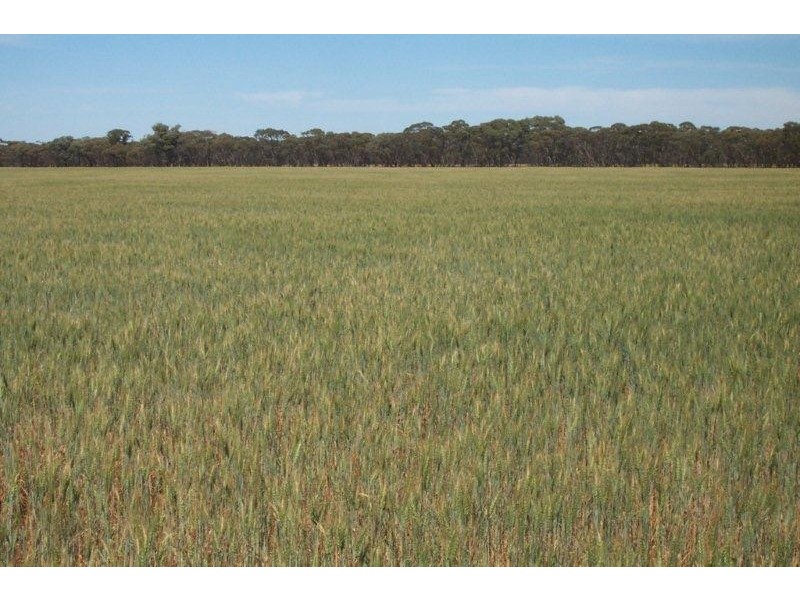 . “Ascot Vale”, Binya NSW 2665