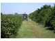 Farm 450 Morley Road, Yoogali NSW 2680