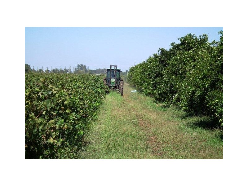 Farm 450 Morley Road, Yoogali NSW 2680