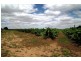 Farm 450 Morley Road, Yoogali NSW 2680