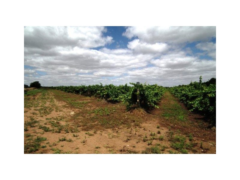 Farm 450 Morley Road, Yoogali NSW 2680