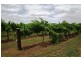 Farm 450 Morley Road, Yoogali NSW 2680