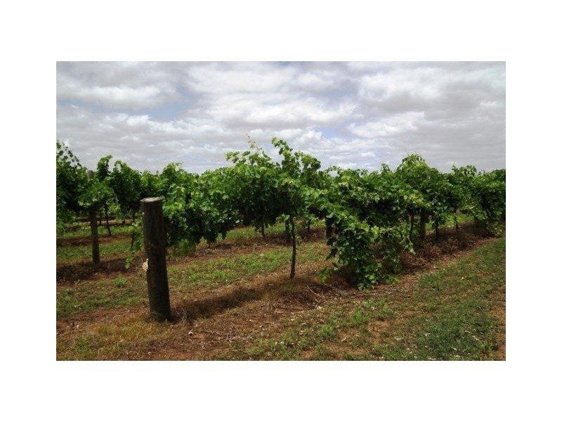 Farm 450 Morley Road, Yoogali NSW 2680