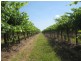 . FARMS 2002 and 2076, Stanbridge NSW 2705