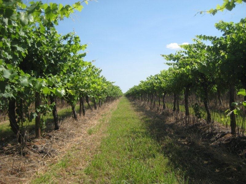 . FARMS 2002 and 2076, Stanbridge NSW 2705