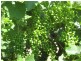 . FARMS 2002 and 2076, Stanbridge NSW 2705