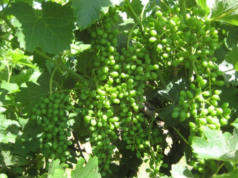 . FARMS 2002 and 2076, Stanbridge NSW 2705