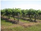. FARMS 2002 and 2076, Stanbridge NSW 2705