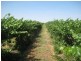 . FARMS 2002 and 2076, Stanbridge NSW 2705