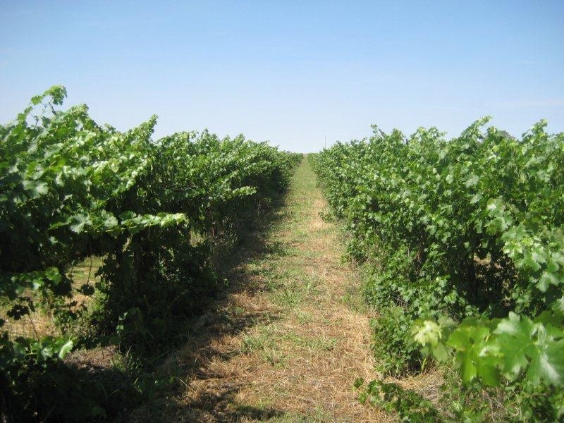 . FARMS 2002 and 2076, Stanbridge NSW 2705