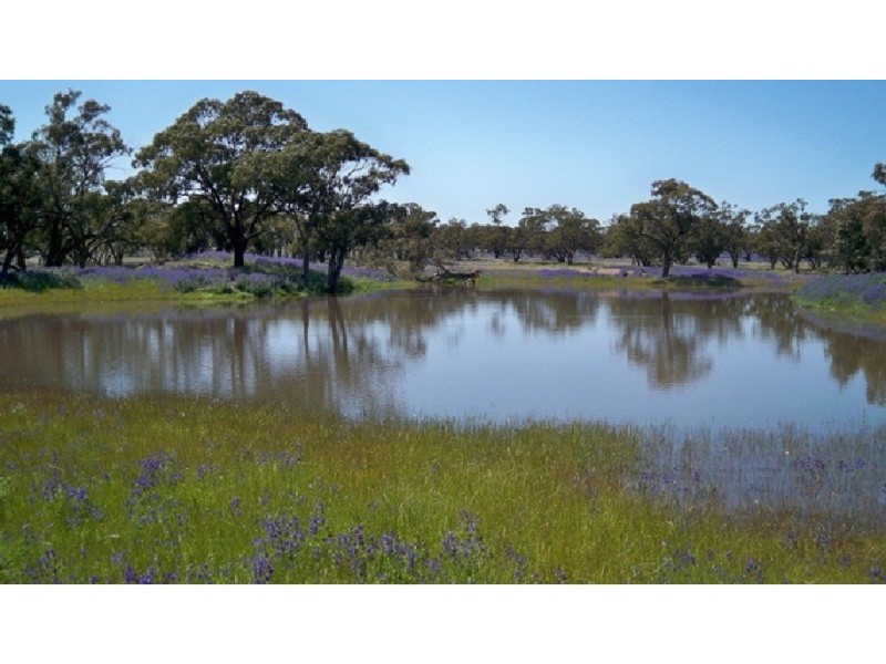 . “Selby”, Rankins Springs NSW 2669