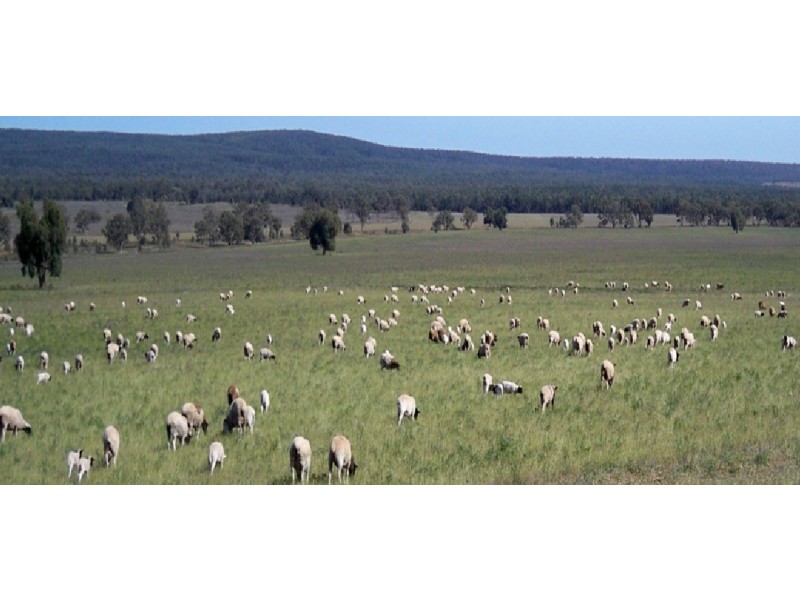 . “Selby”, Rankins Springs NSW 2669