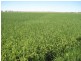 Farm 30B Dossetor Road, Benerembah NSW 2680