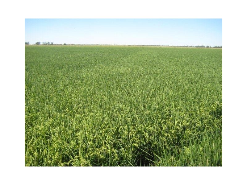 Farm 30B Dossetor Road, Benerembah NSW 2680