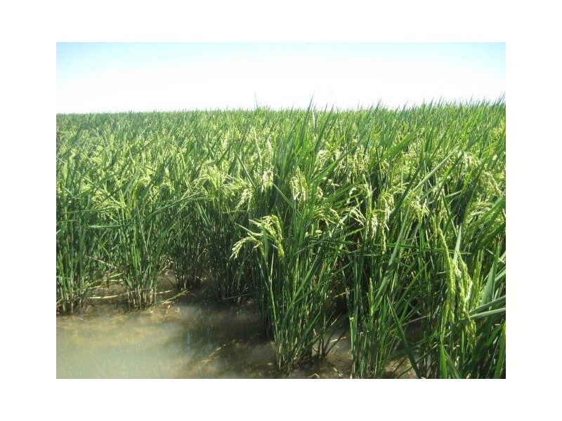 Farm 30B Dossetor Road, Benerembah NSW 2680
