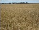 “Valroona” Wallanthery, Hillston NSW 2675