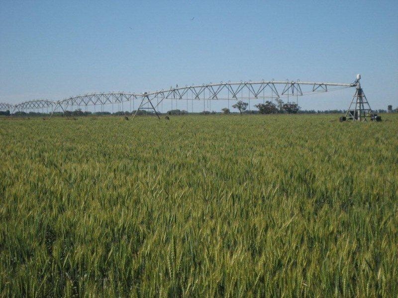 . “McGills”, Hillston NSW 2675