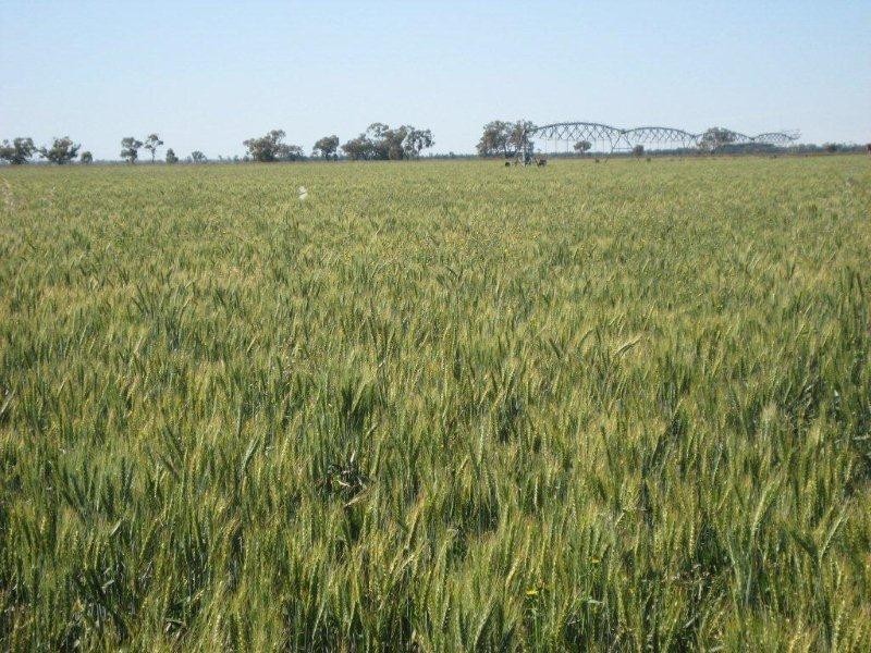 . “McGills”, Hillston NSW 2675