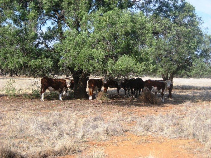 “Caringal” Sturt Highway, Narrandera NSW 2700