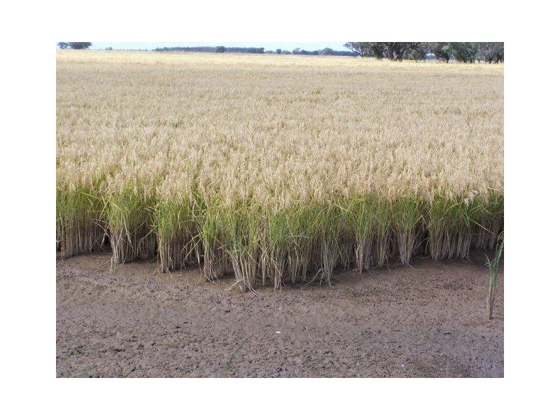 . Farm 20, Coleambally NSW 2707