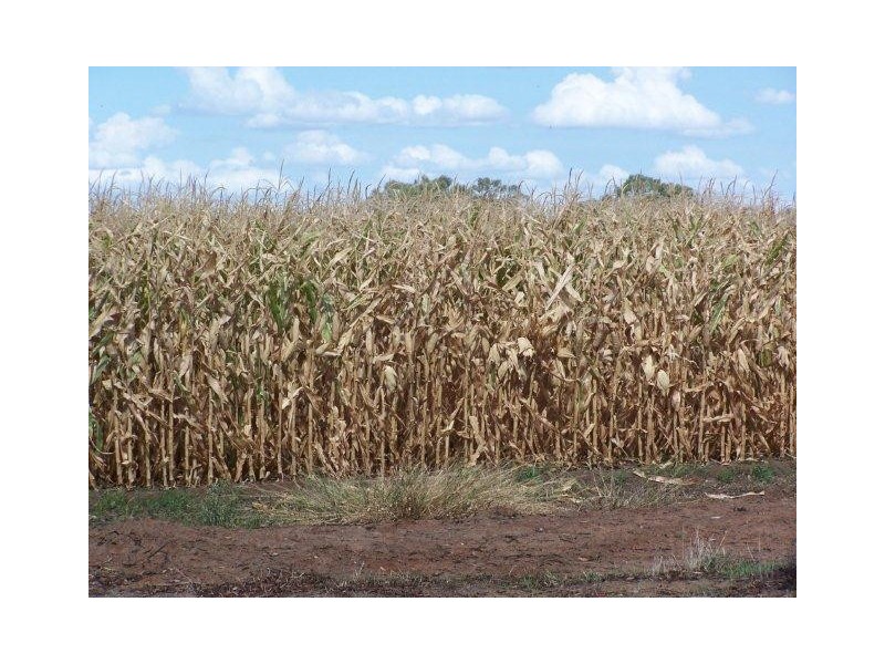 . Farm 20, Coleambally NSW 2707