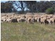 “Poorinda” Farm 544, Coleambally NSW 2707