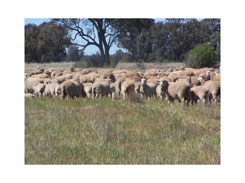 “Poorinda” Farm 544, Coleambally NSW 2707