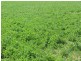 “Poorinda” Farm 544, Coleambally NSW 2707