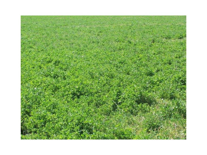 “Poorinda” Farm 544, Coleambally NSW 2707