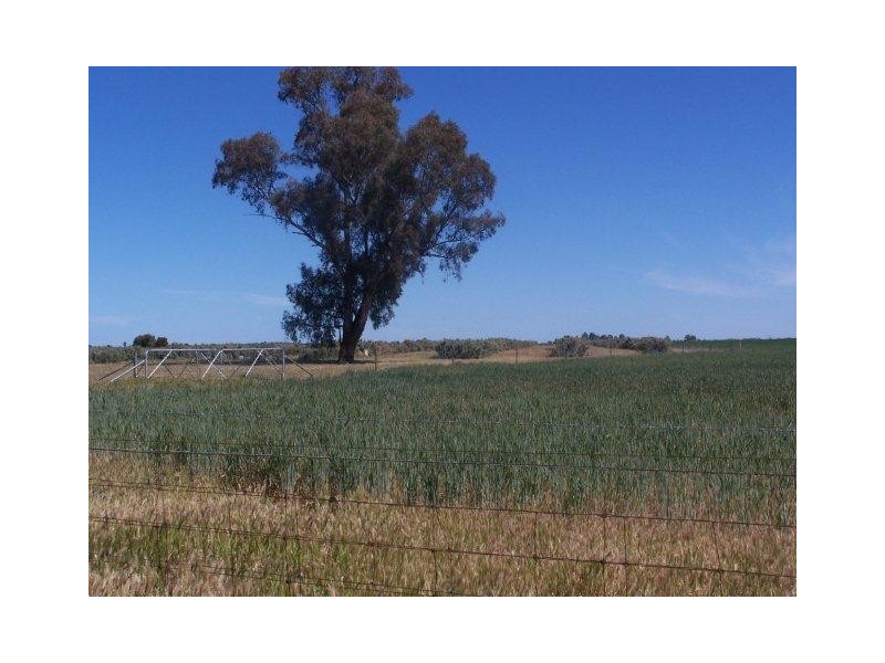 “Poorinda” Farm 544, Coleambally NSW 2707